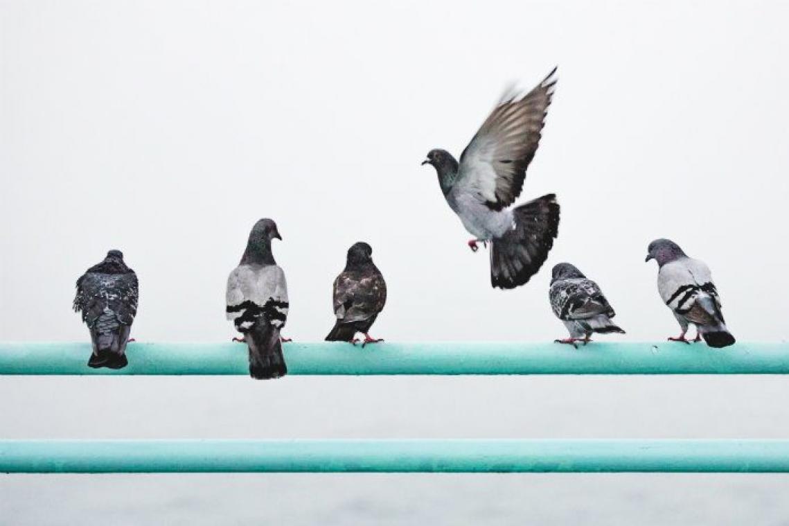 Duivenmelkers zetten dieren op snelheidstrein om wedstrijd te winnen