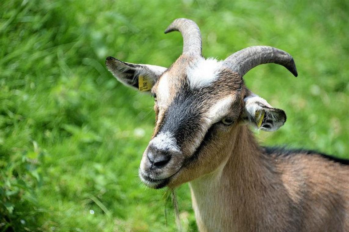 Geiten voelen zich aangetrokken tot lachende mensen