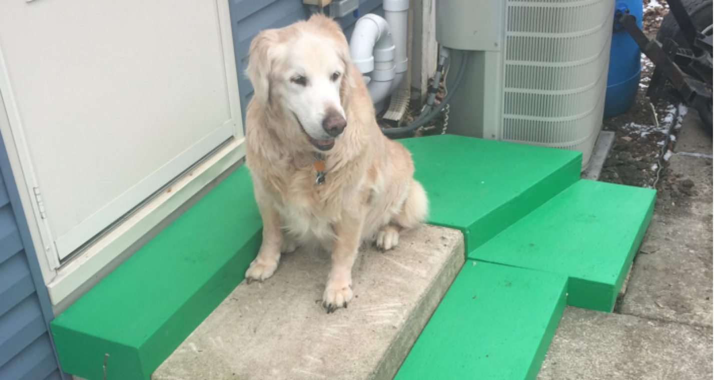 Oude hond krijgt aangepaste trap