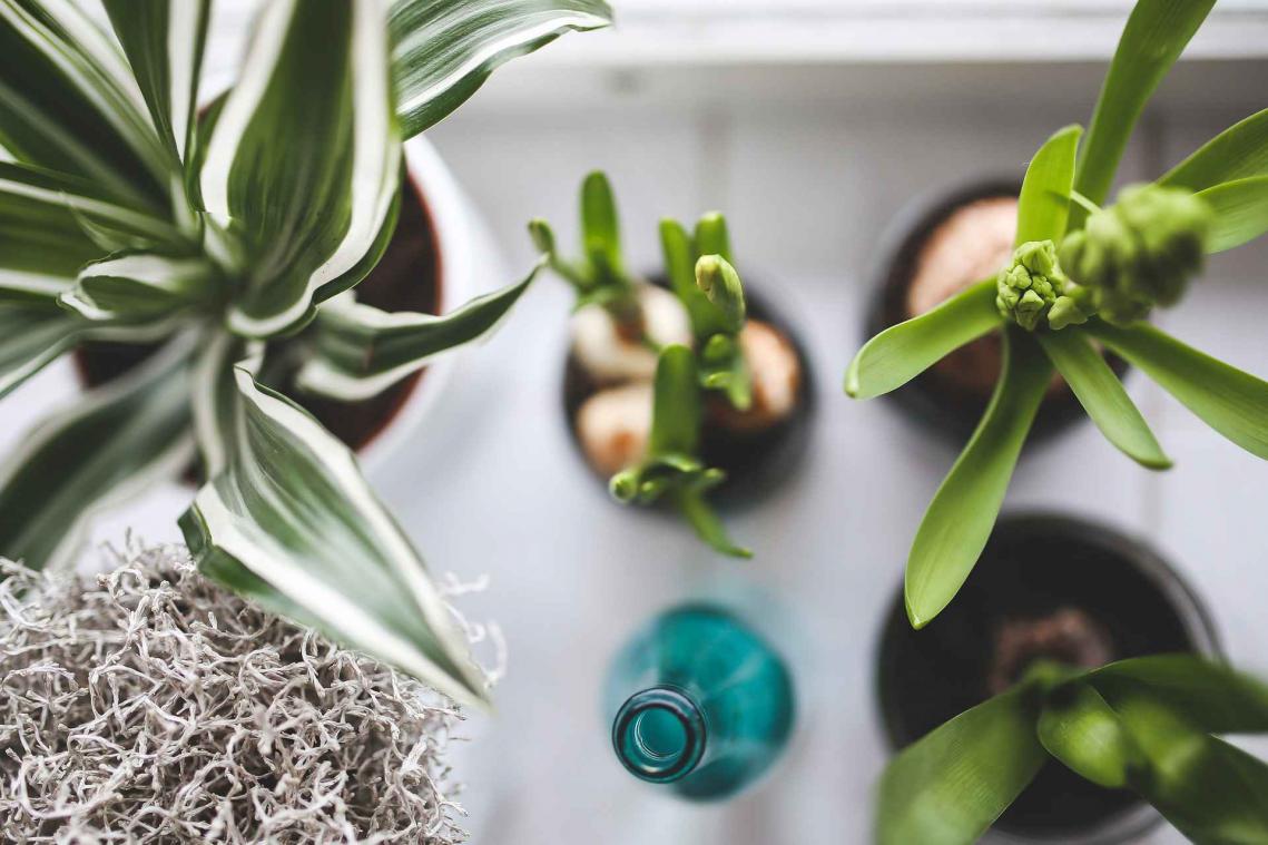 Vijf planten die zorgen voor een betere nachtrust