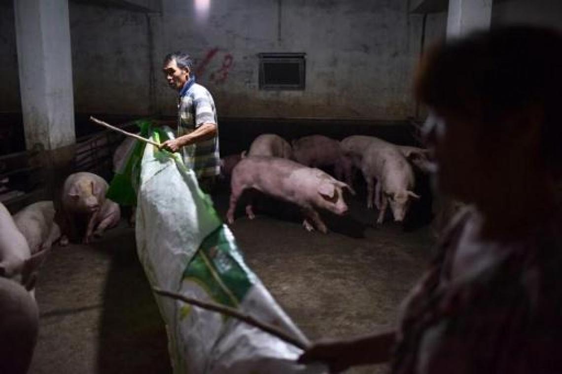 Varkenspestepidemie in China breidt verder uit