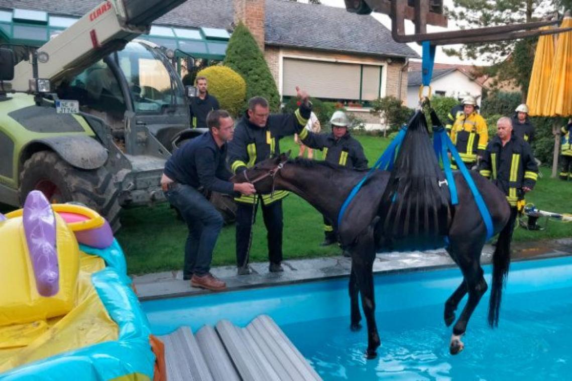 Duitse brandweer moet paard uit zwembad redden
