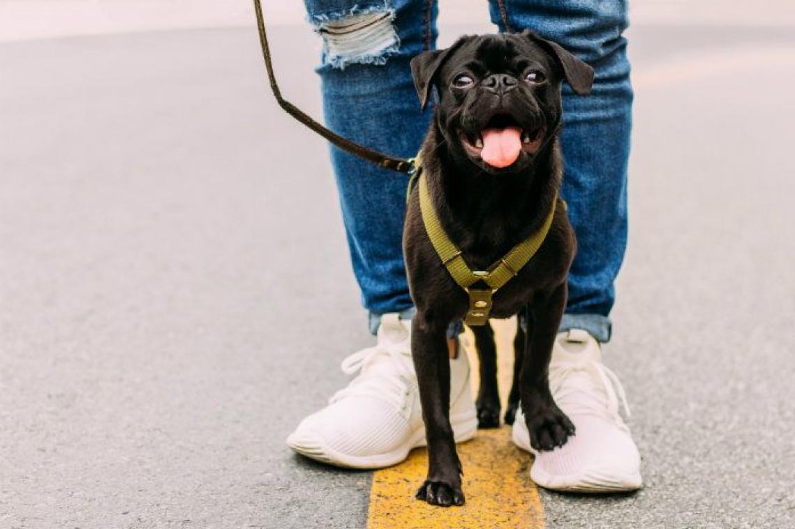 Bewezen. Mensen maken meer foto's van hun hond dan van hun partner
