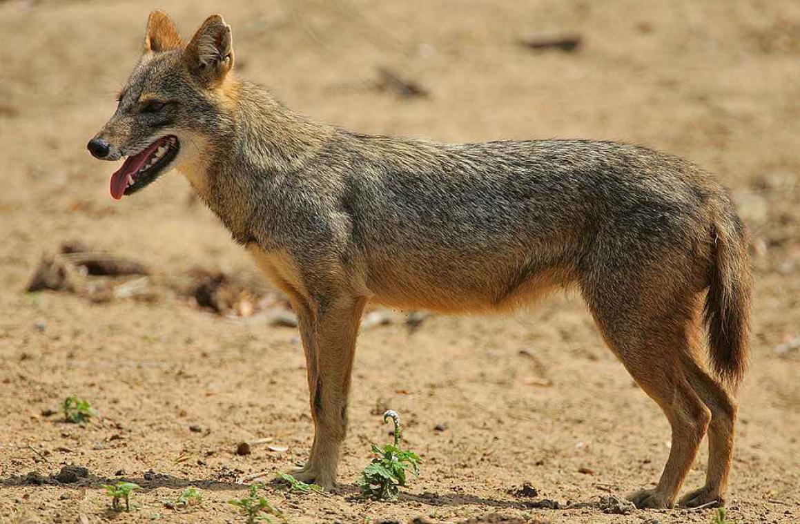 Goudjakhals gespot op de Veluwe