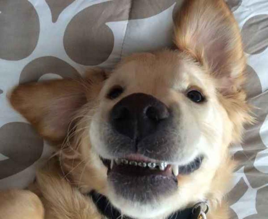 Maak kennis met Wesley, de hond met een beugel