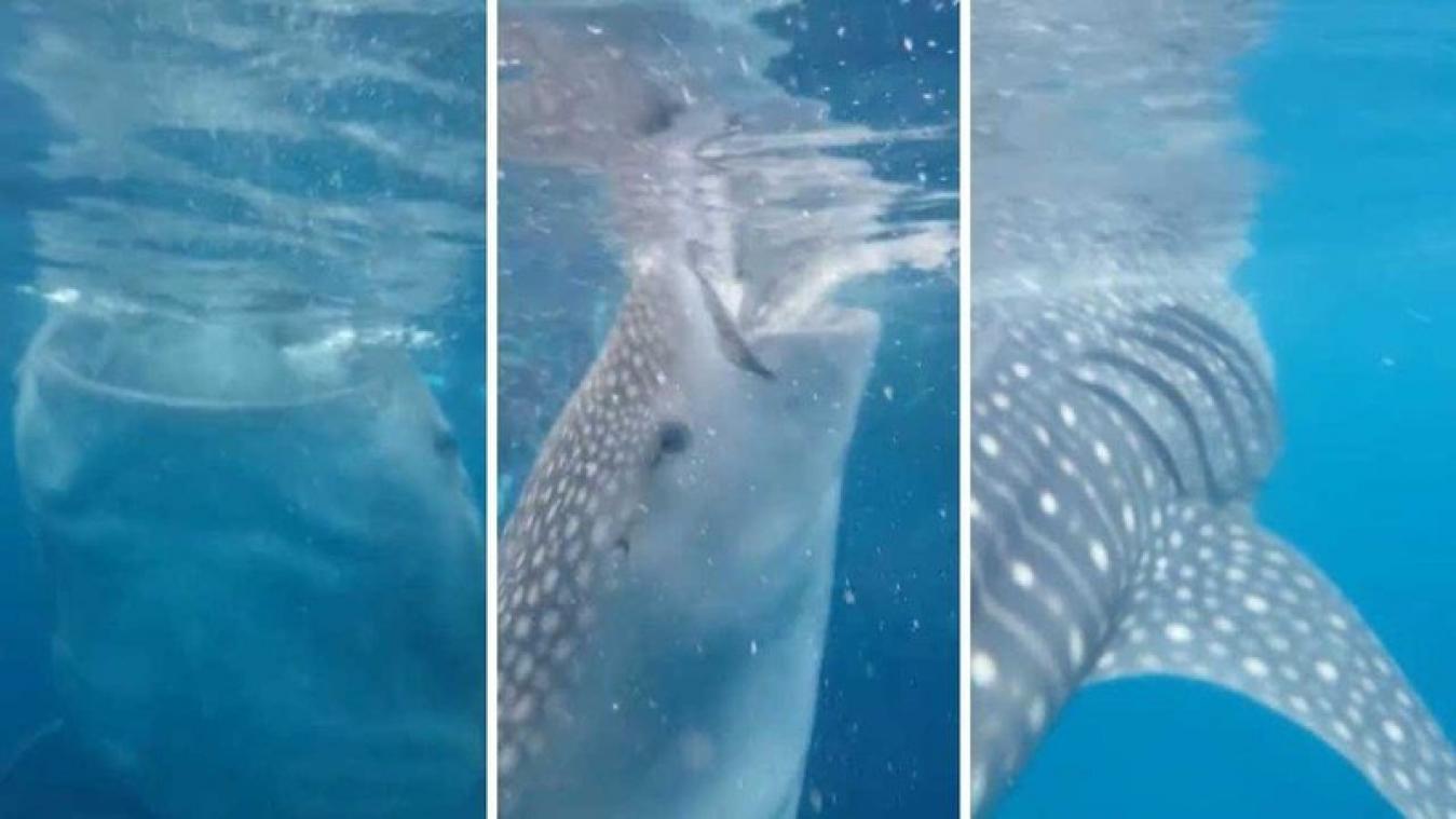 VIDEO. Toerist bijna 'opgezogen' door walvishaai
