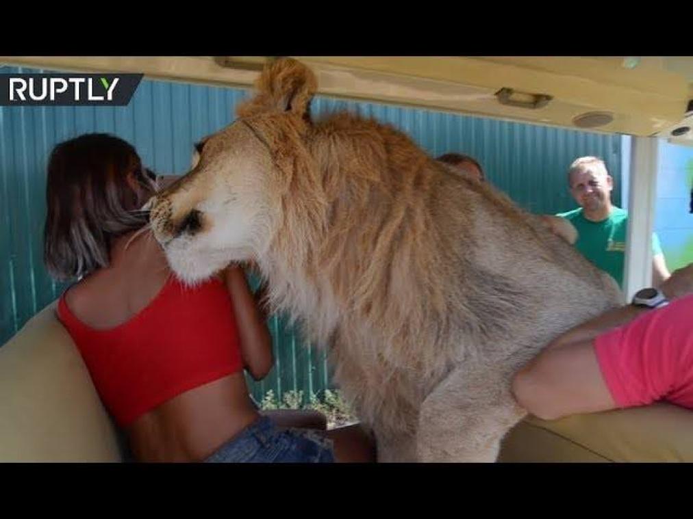 VIDEO. Leeuw kruipt in busje tijdens safari, maar de toeristen verroeren geen vin.