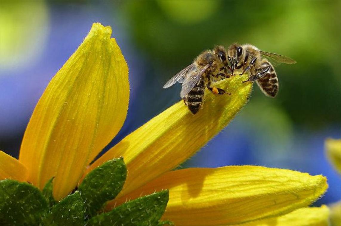 Onderzoek: Bijengif kan eczeem genezen
