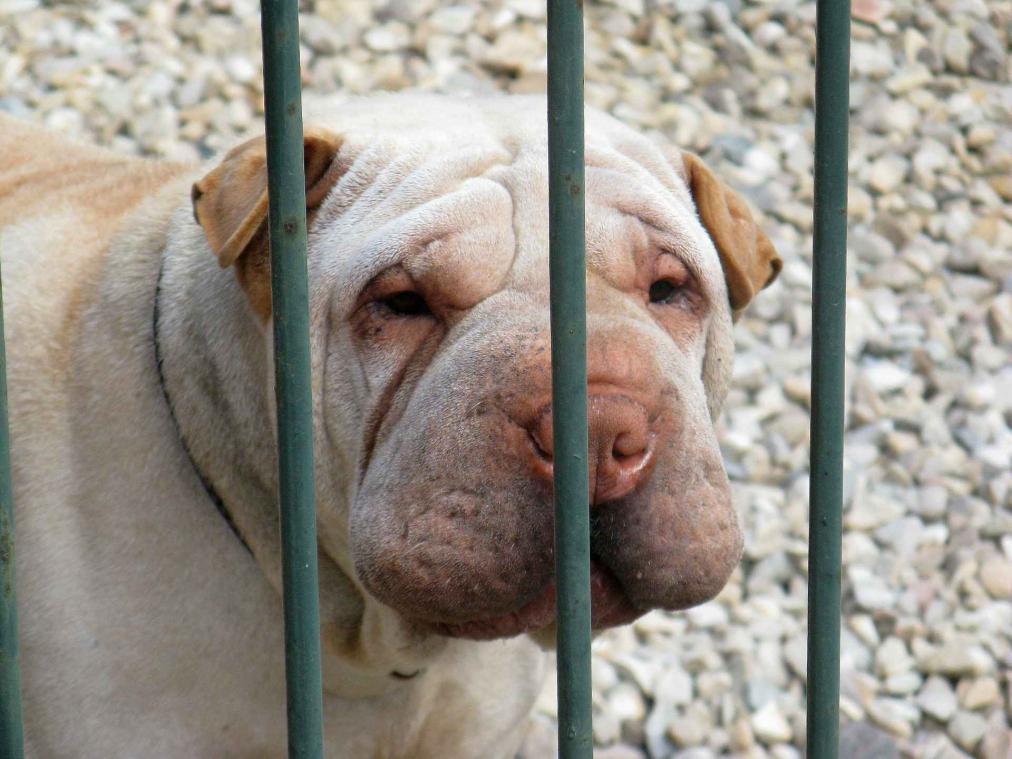 "Geef me de hond, hou mijn vrouw maar bij"