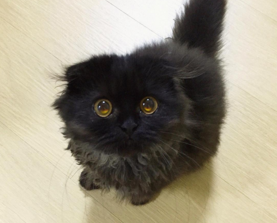 Dit is de schattigste kat ter wereld