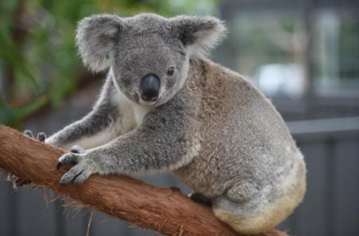 WWF: Koala's in zuidoosten van Australië kunnen tegen 2050 verdwijnen