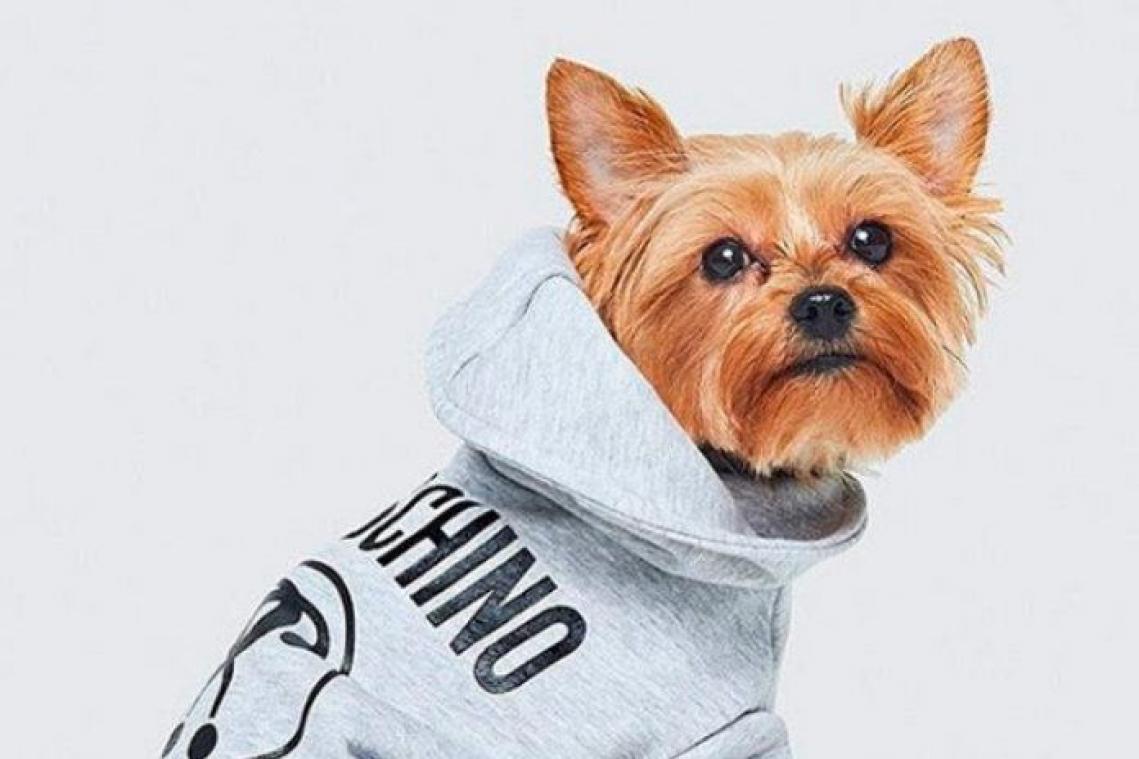 IN BEELD. Moschino heeft nu ook kledij voor hondjes
