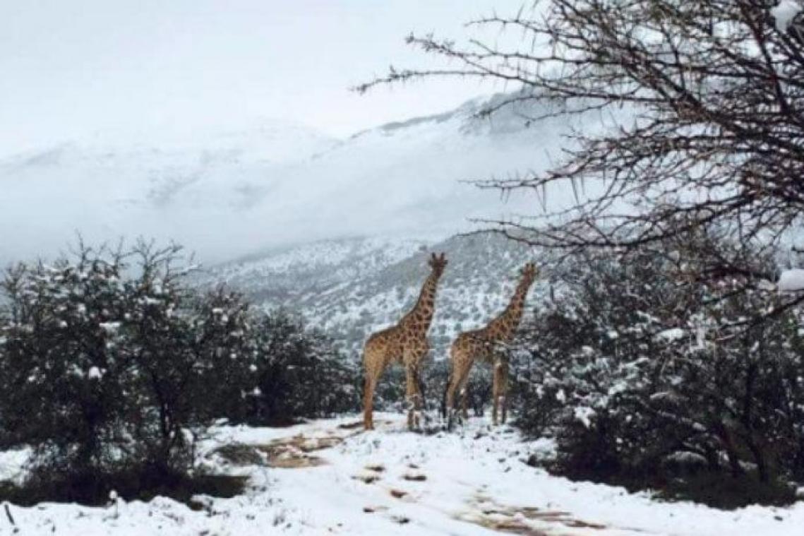 Zuid-Afrika bedekt onder een laagje sneeuw