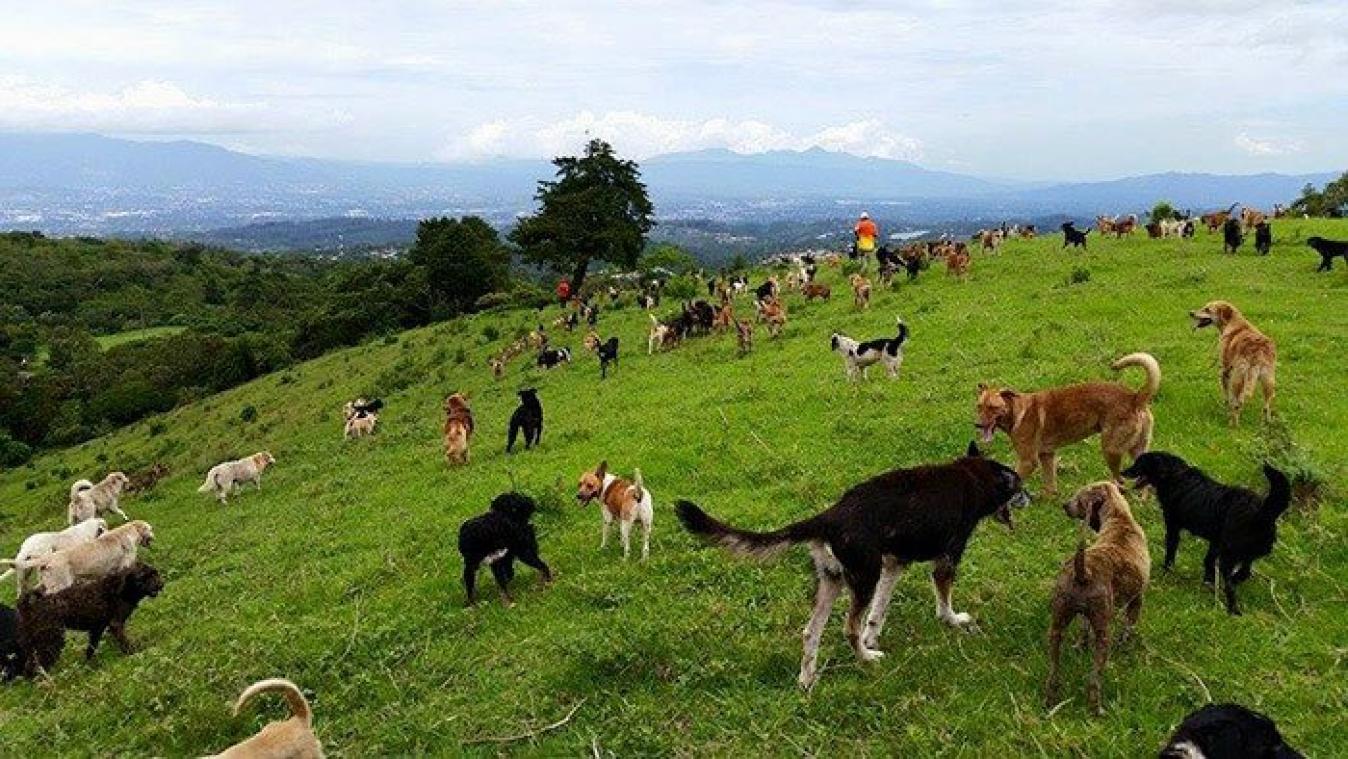 IN BEELD. 'Land van de zwervers' is hemel op aarde voor zwerfhonden
