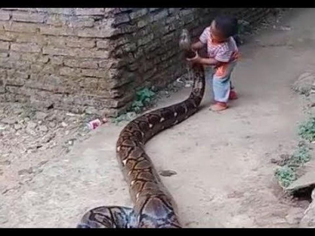 VIDEO. Jongetje speelt met reusachtige python