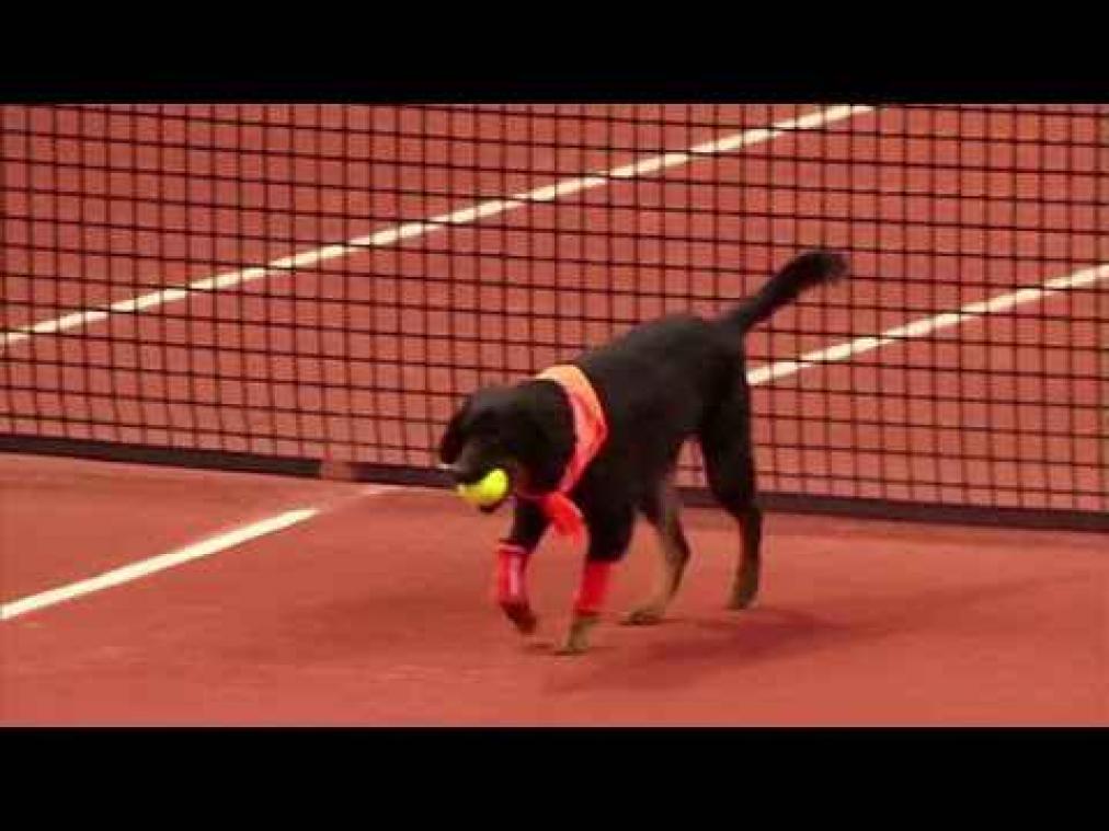 Straathonden halen tennisballetjes op tijdens Brazil Open