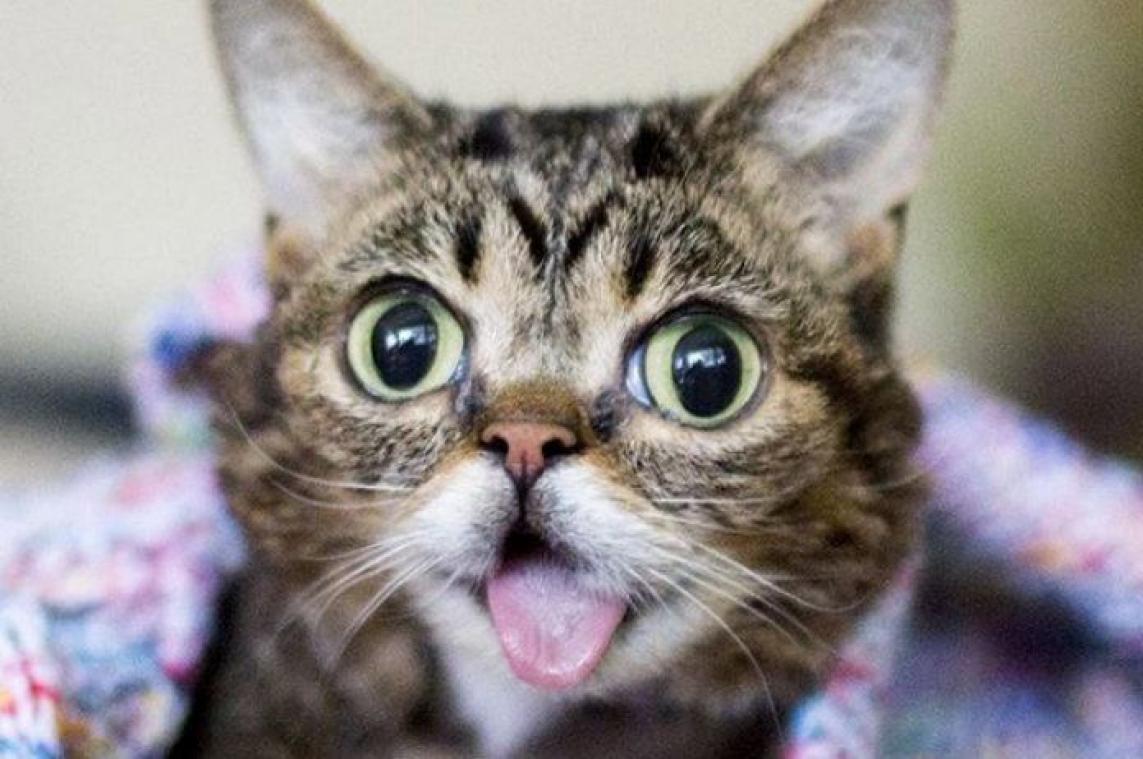 Lil Bub genomineerd voor People's Choice Awards