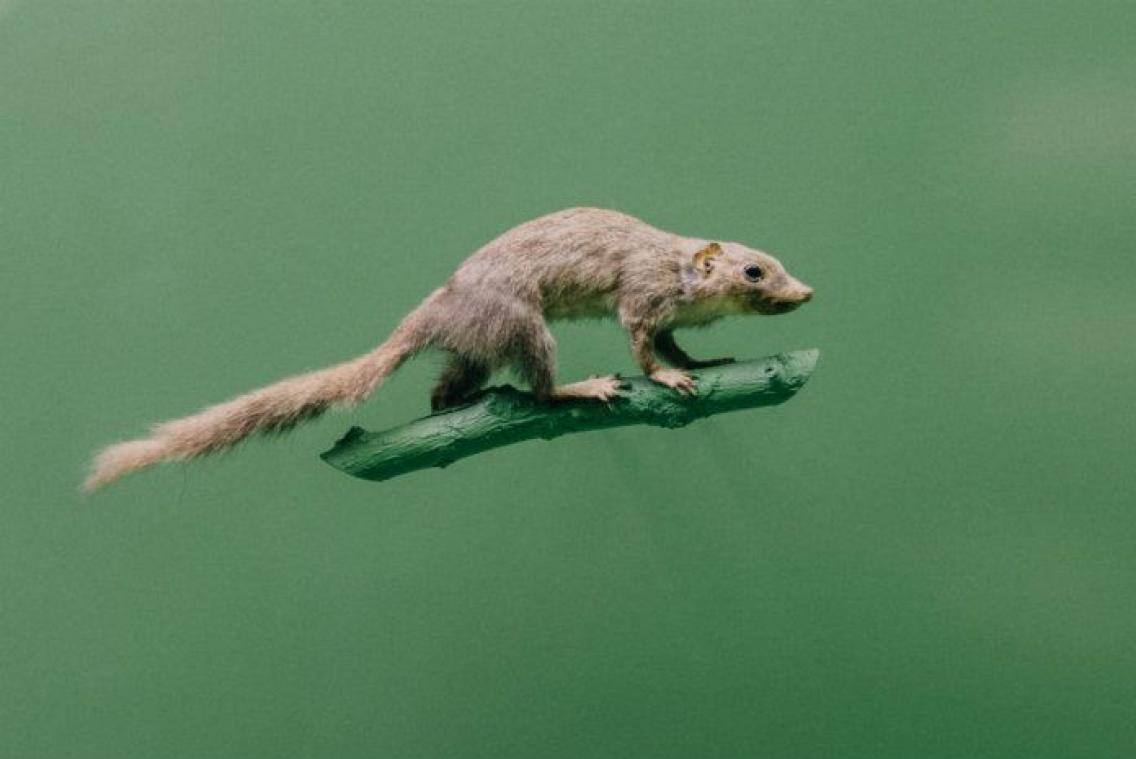 Zwangere vrouw krijgt abortus aangeboden nadat ze rat in haar maaltijd vindt