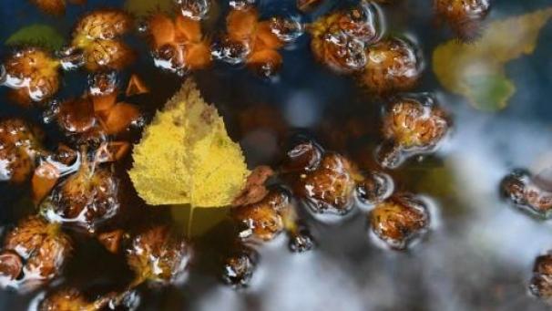 Edition numérique des abonnés