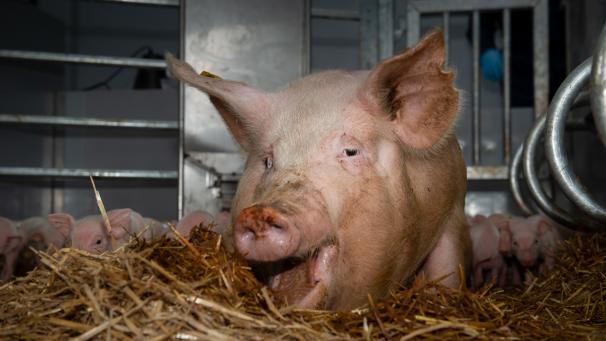 Edition numérique des abonnés