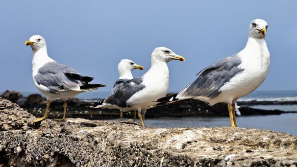 Edition numérique des abonnés