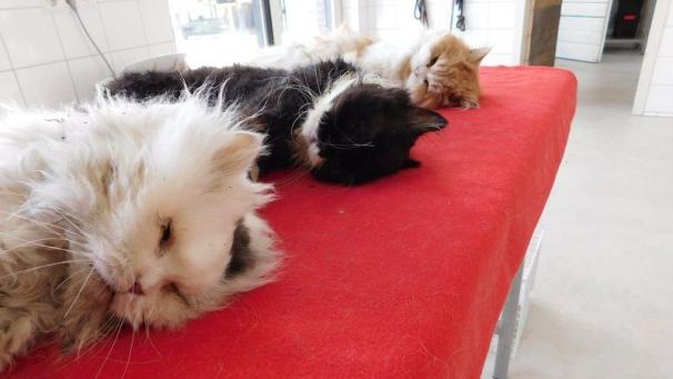 Edition numérique des abonnés