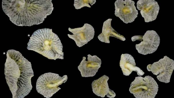 Edition numérique des abonnés