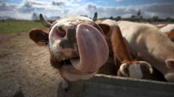 Edition numérique des abonnés