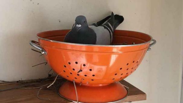 Edition numérique des abonnés