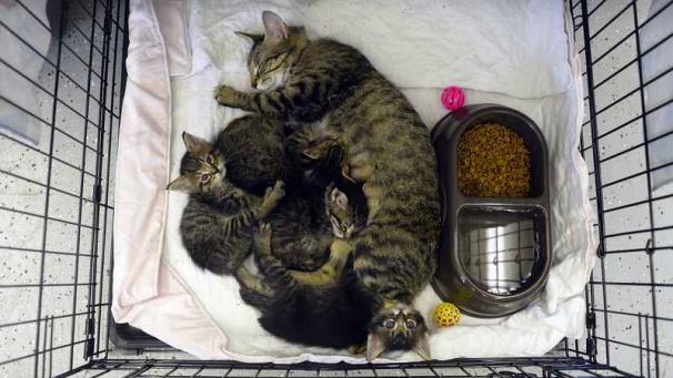 Edition numérique des abonnés