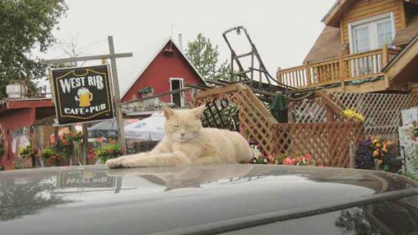 Edition numérique des abonnés