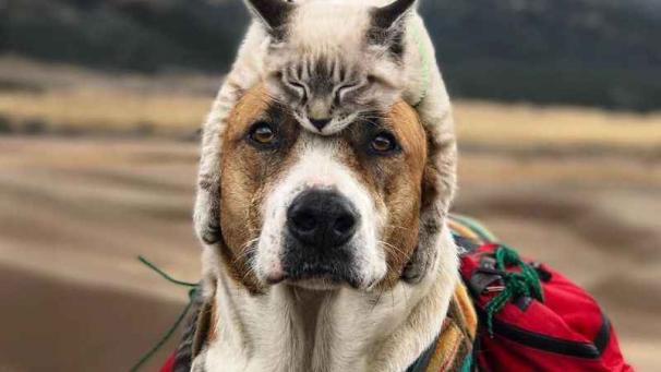 Edition numérique des abonnés