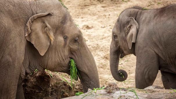 Edition numérique des abonnés