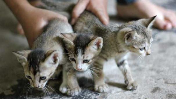 Edition numérique des abonnés