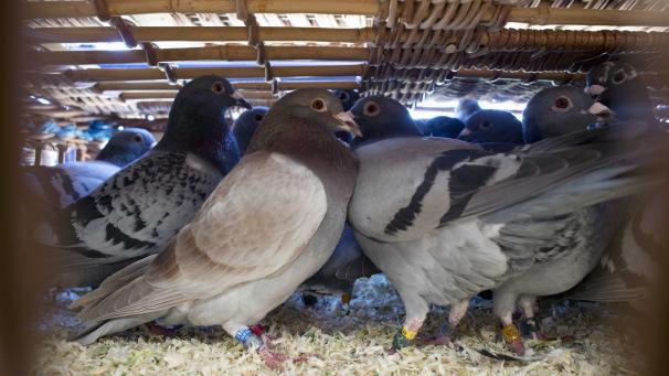 Edition numérique des abonnés