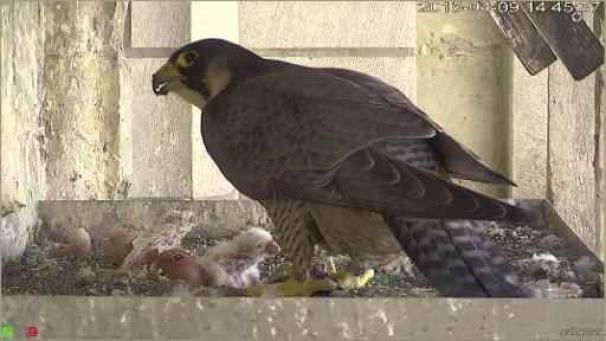 Edition numérique des abonnés