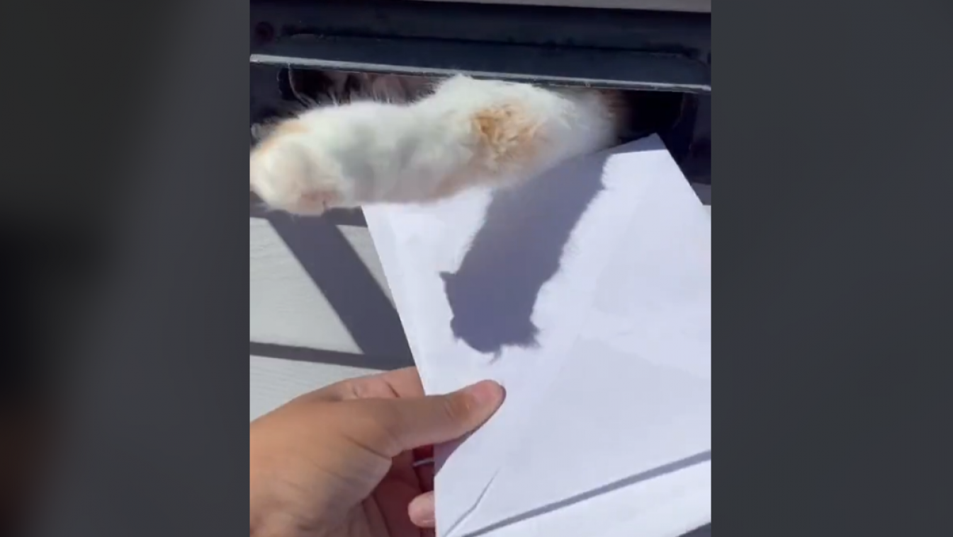 HILARISCH. Deze kat houdt niet van post en laat dat wel erg duidelijk merken (video)