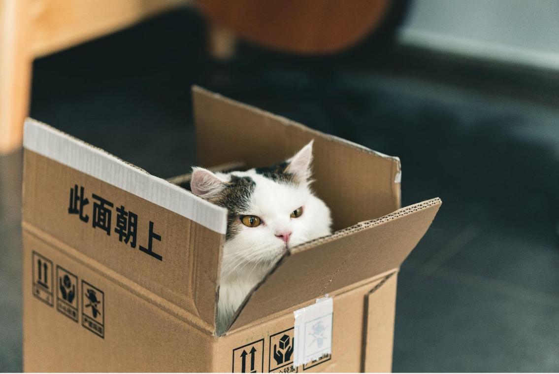Onderzoek: katten zitten ook graag in onzichtbare dozen