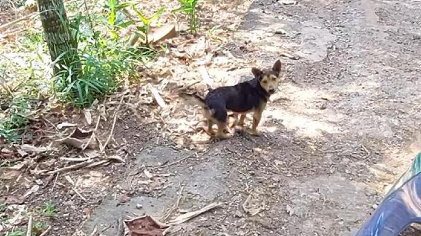 HILARISCH! Hondje doet alsof hij gewond is om traktatie te krijgen van passanten (video)