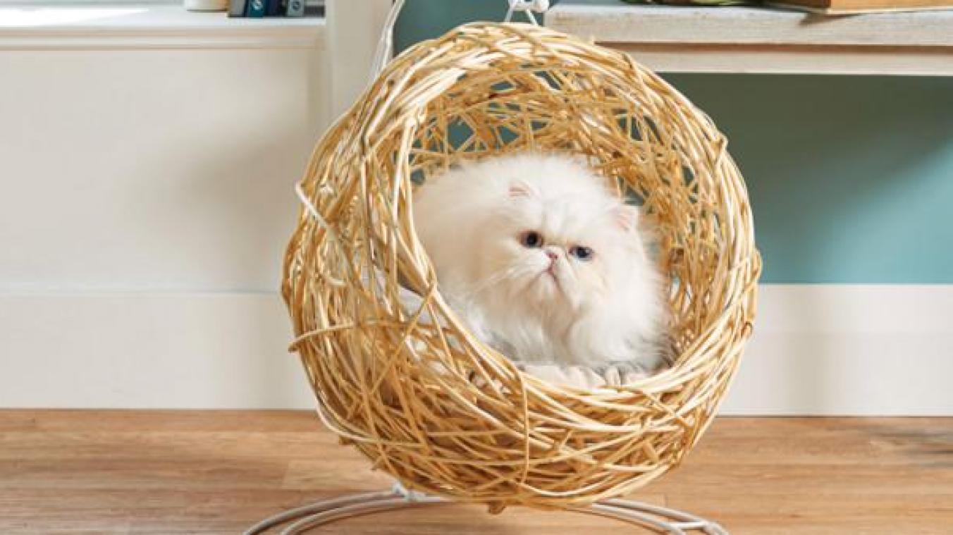 SCHATTIG. Aldi verkoopt een hangstoel voor katten