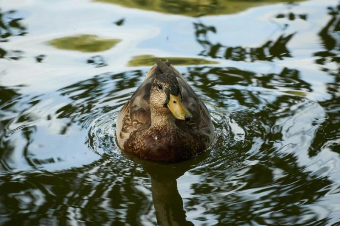 Driejarige kleuter verdrinkt terwijl hij eendjes voedert