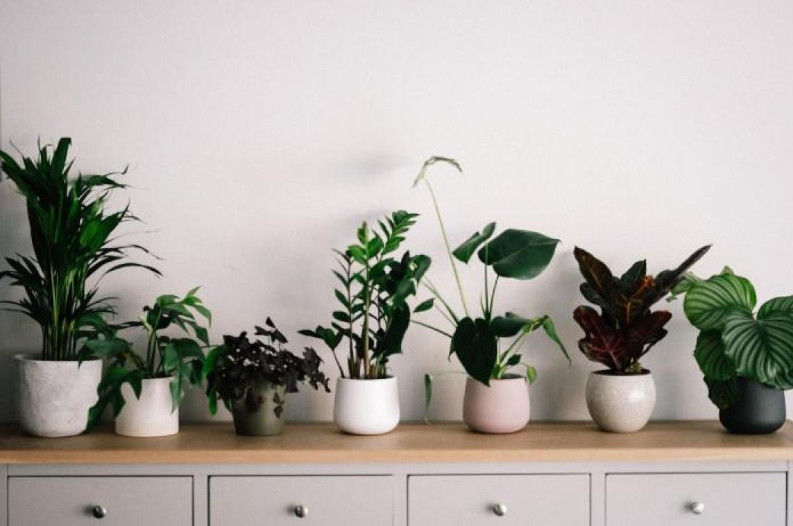Groene vingers? Dan is 'cardening' zeker iets voor jou