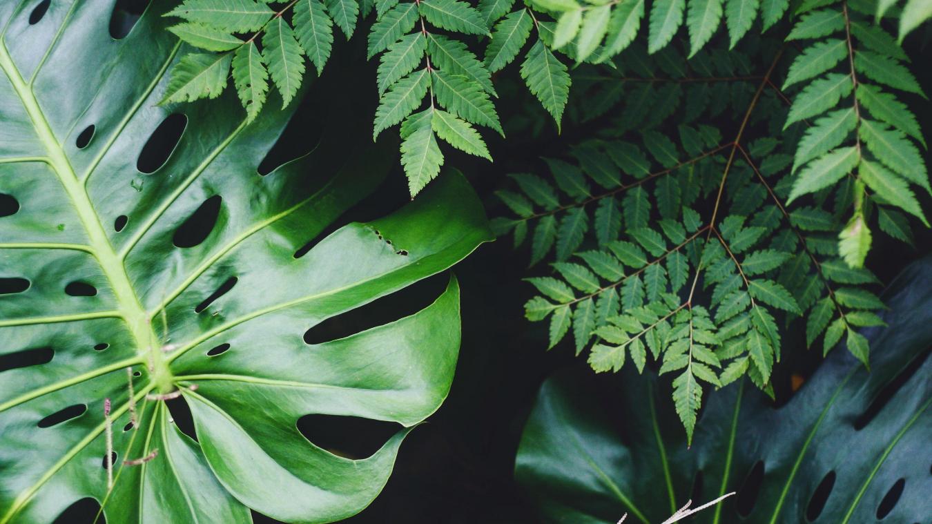 Deze afspeellijsten op Spotify doen je planten sneller groeien