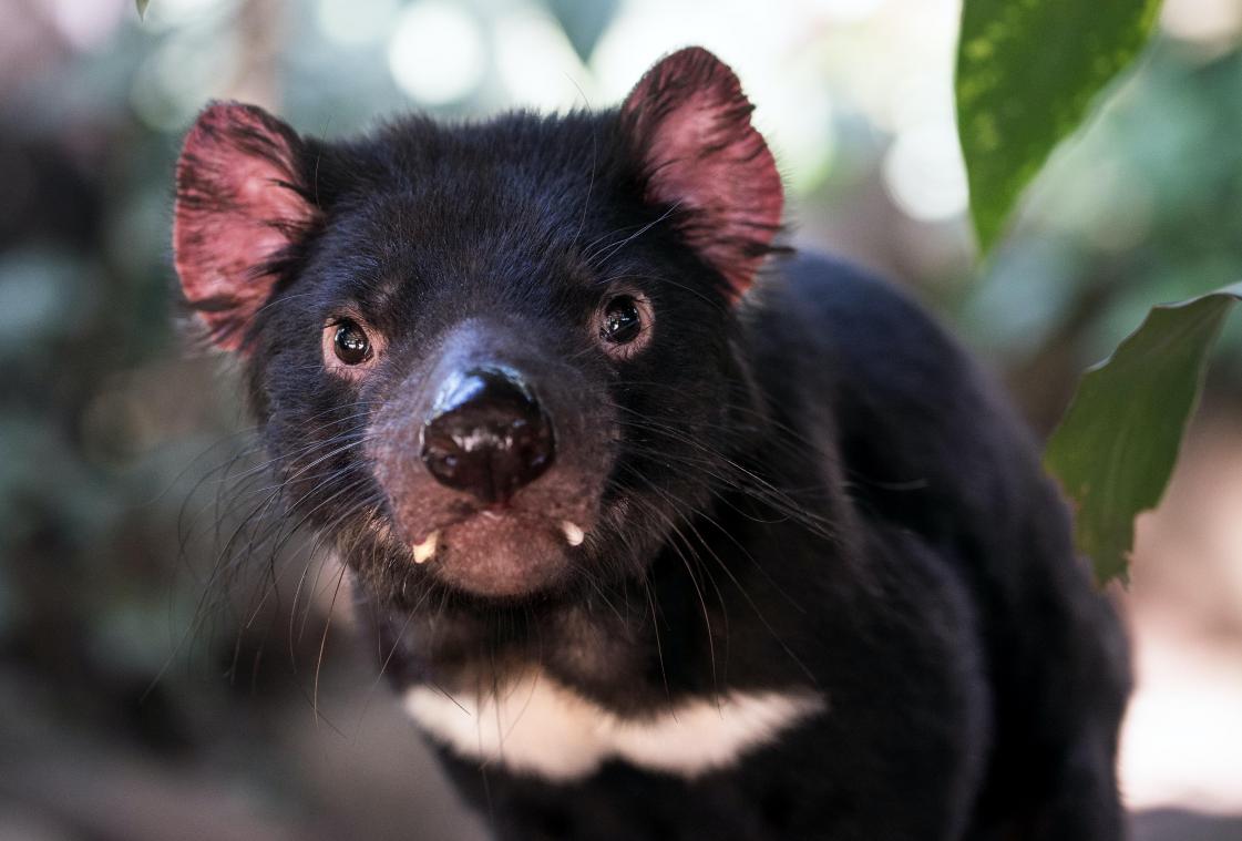 Na 3.000 jaar weer Tasmaanse duivels in het wild geboren op vasteland Australië