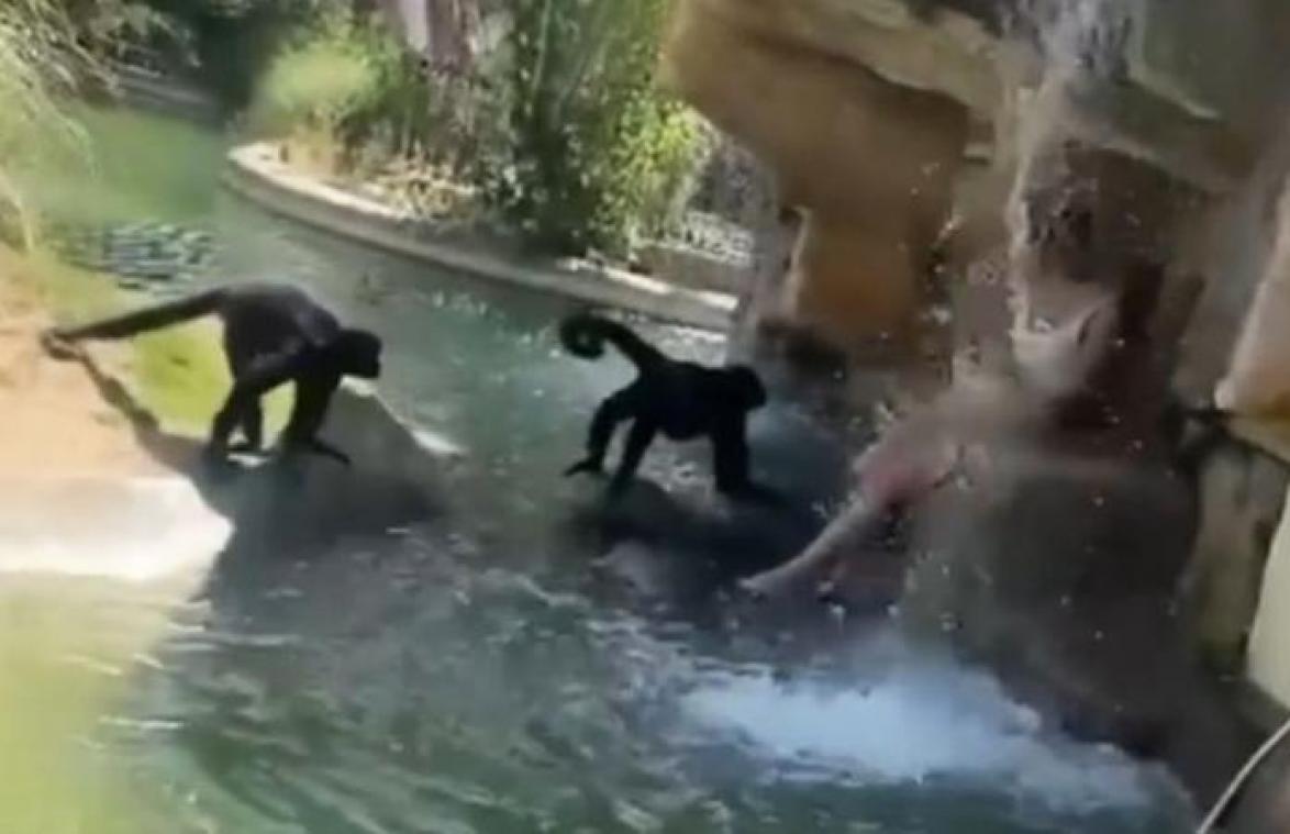 Vrouw kruipt over omheining van apen in dierentuin en geeft hen eten: «Dom en gevaarlijk!» (video)