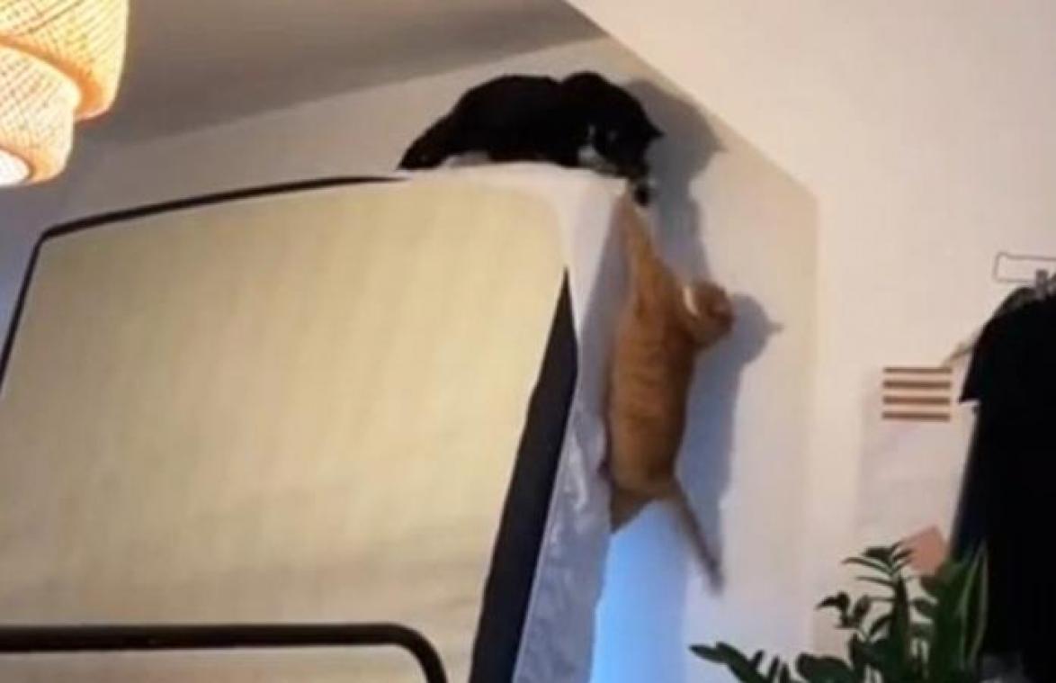 Katten spelen sterfscène uit ‘De Leeuwenkoning’ PERFECT na: «Ik kan niet stoppen met lachen!» (video)