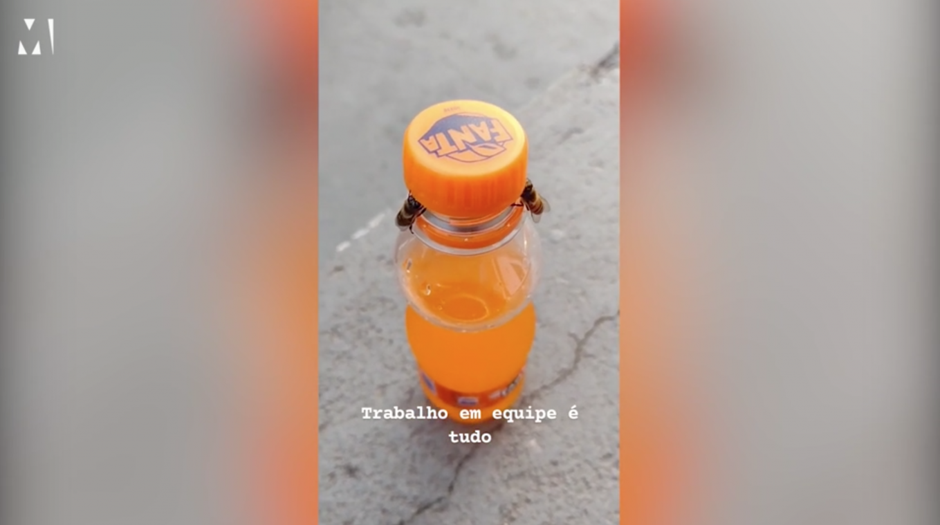 WOW. Bijen werken samen om flesje Fanta te openen (video)