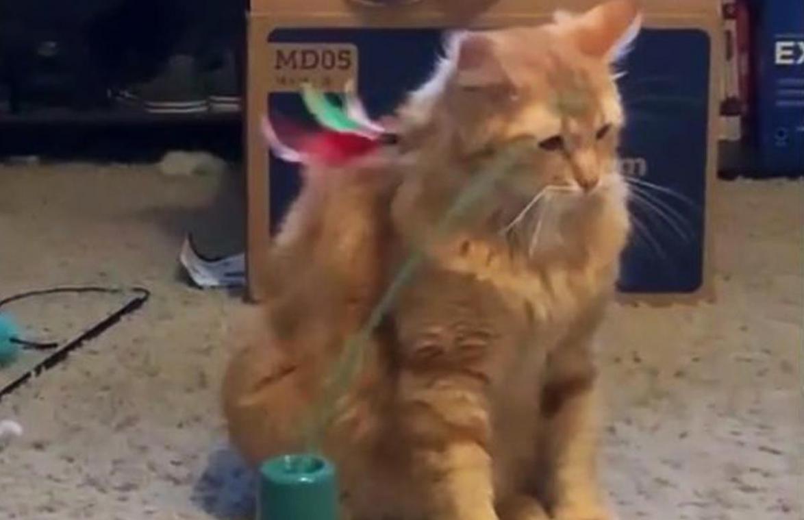 Baasje koopt leuk speeltje voor kat, maar diens reactie spreekt boekdelen... (video)