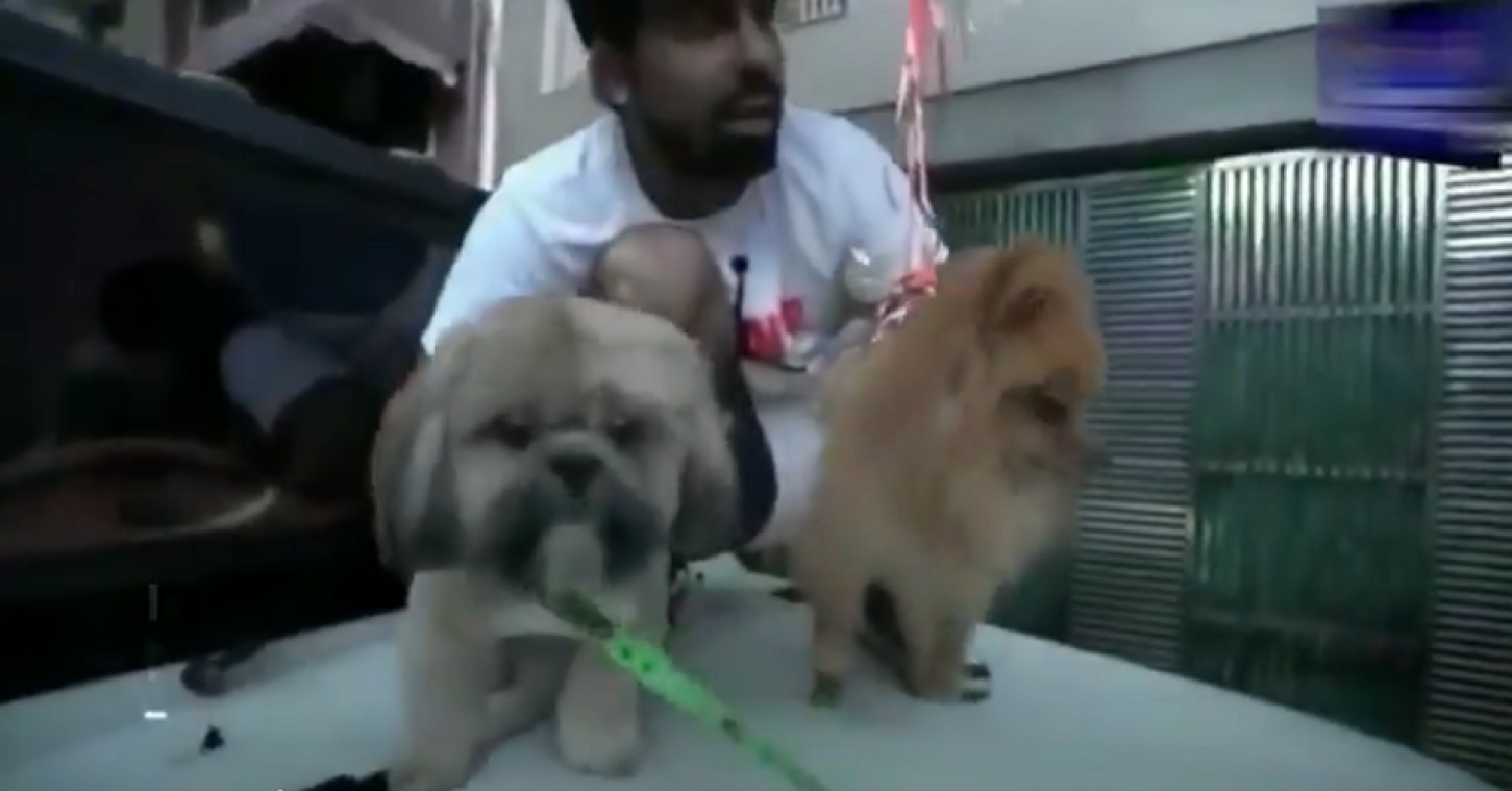 YouTuber gearresteerd omdat hij hond laat ‘vliegen’ (video)