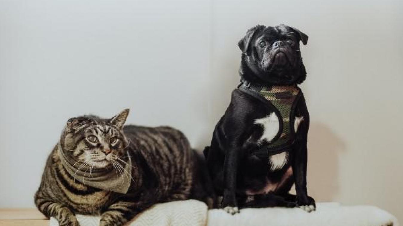 Kat en hond